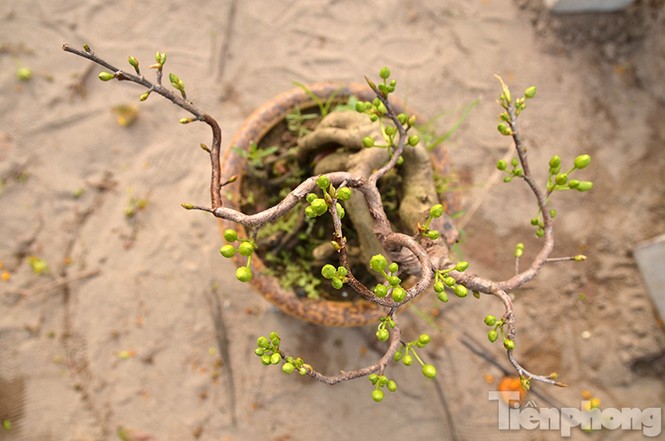 Mai vàng bonsai Bình Định 'đổ bộ' chợ Tết Thủ đô - ảnh 12