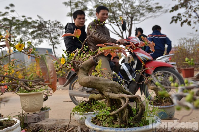 Mai vàng bonsai Bình Định 'đổ bộ' chợ Tết Thủ đô - ảnh 14