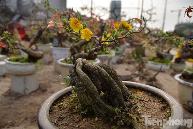 Mai vàng bonsai Bình Định 'đổ bộ' chợ Tết Thủ đô - ảnh 9