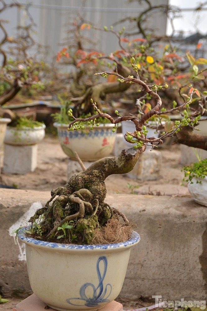 Mai vàng bonsai Bình Định 'đổ bộ' chợ Tết Thủ đô - ảnh 6