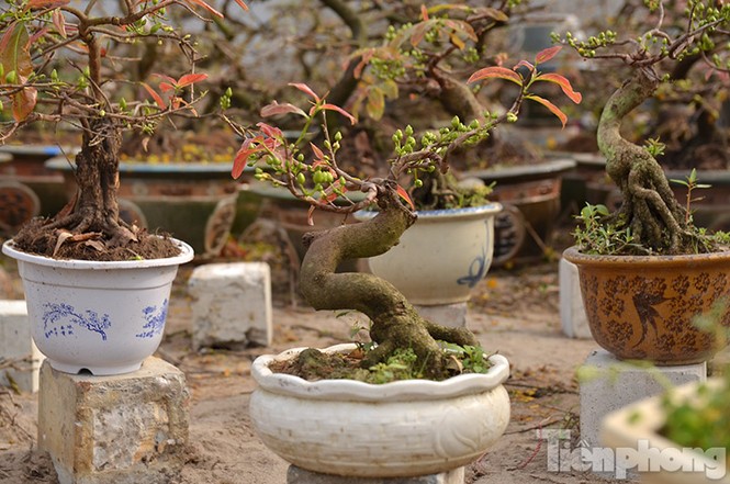 Mai vàng bonsai Bình Định 'đổ bộ' chợ Tết Thủ đô - ảnh 2