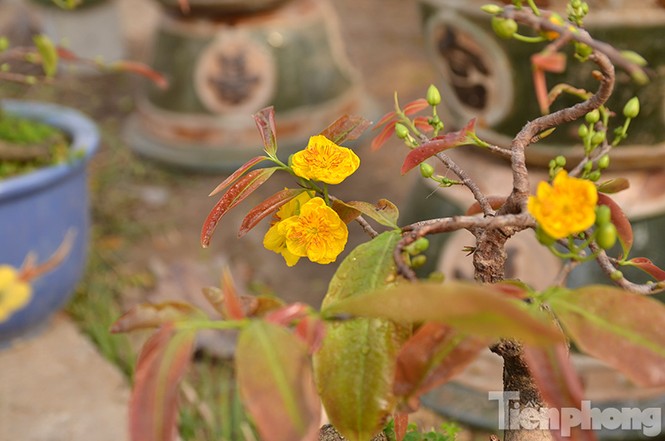 Mai vàng bonsai Bình Định 'đổ bộ' chợ Tết Thủ đô - ảnh 11