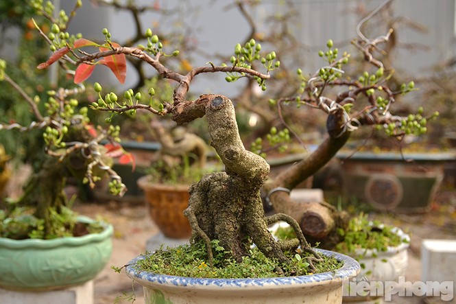 Mai vàng bonsai Bình Định 'đổ bộ' chợ Tết Thủ đô - ảnh 7