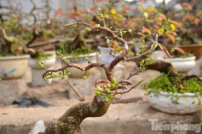 Mai vàng bonsai Bình Định 'đổ bộ' chợ Tết Thủ đô - ảnh 13