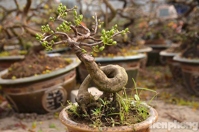 Mai vàng bonsai Bình Định 'đổ bộ' chợ Tết Thủ đô - ảnh 5
