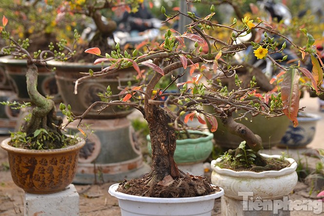 Mai vàng bonsai Bình Định 'đổ bộ' chợ Tết Thủ đô - ảnh 3