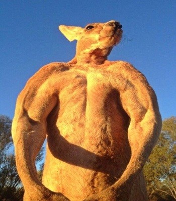 Kangaroo cơ bắp nhất thế giới - ảnh 2