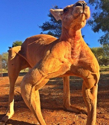 Kangaroo cơ bắp nhất thế giới - ảnh 1
