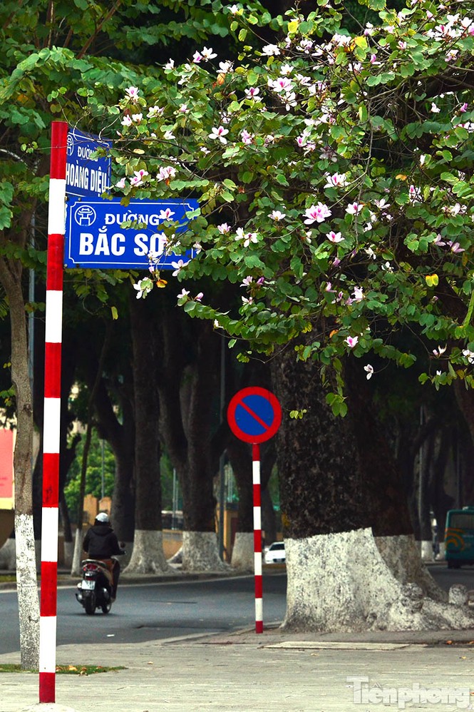 Hoa ban Tây Bắc đẹp nao lòng giữa Hà Nội - ảnh 11