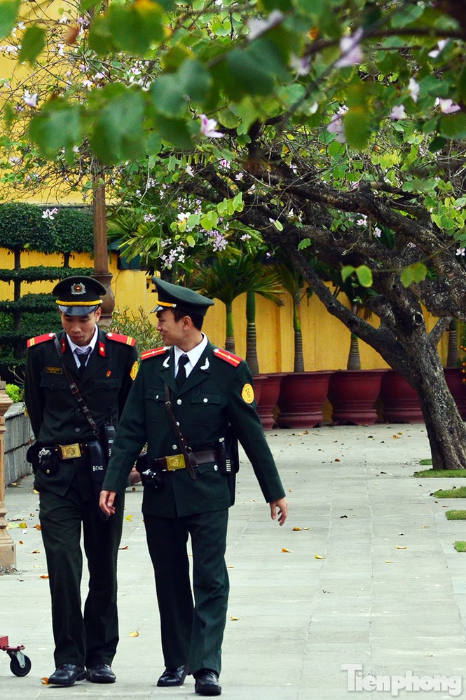 Hoa ban Tây Bắc đẹp nao lòng giữa Hà Nội - ảnh 12