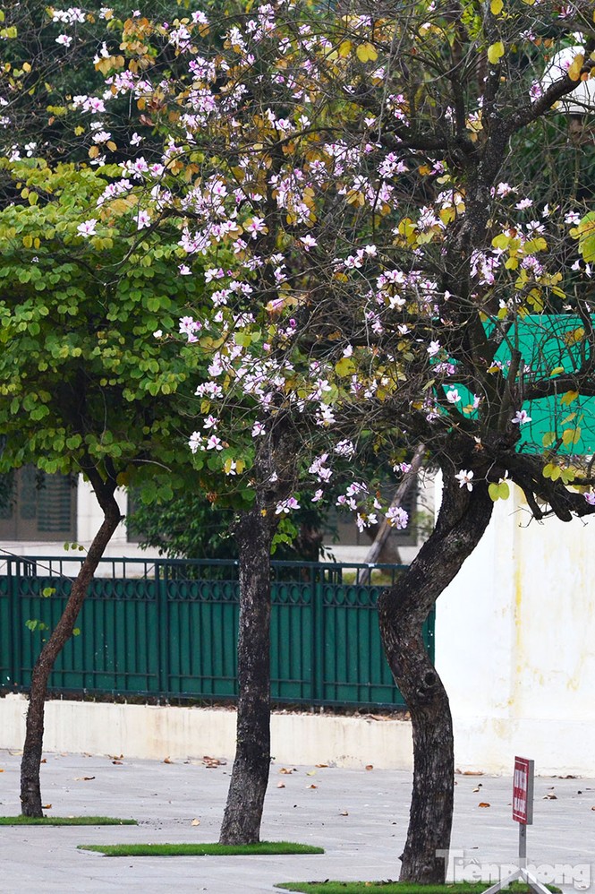 Hoa ban Tây Bắc đẹp nao lòng giữa Hà Nội - ảnh 10