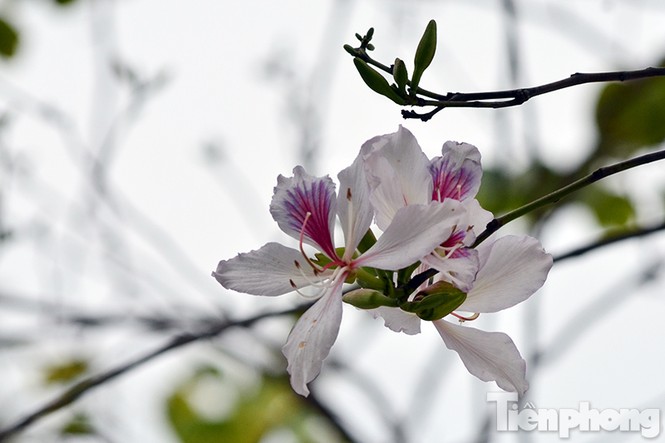 Hoa ban Tây Bắc đẹp nao lòng giữa Hà Nội - ảnh 3