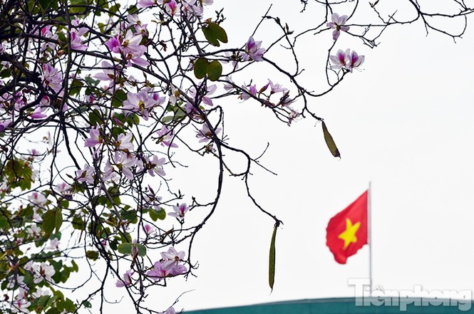 Hoa ban Tây Bắc đẹp nao lòng giữa Hà Nội - ảnh 5