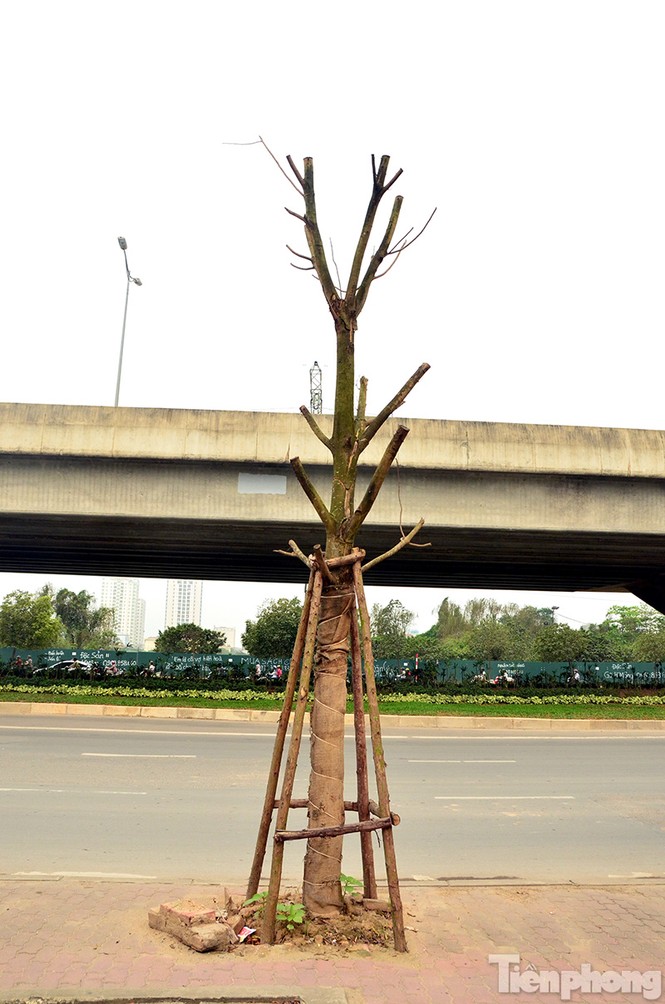 Hà Nội: Hàng chục cây xanh trên đường Phạm Hùng đang chết khô - ảnh 3