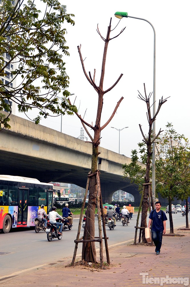 Hà Nội: Hàng chục cây xanh trên đường Phạm Hùng đang chết khô - ảnh 4