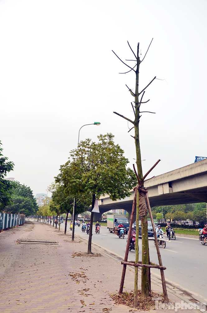 Hà Nội: Hàng chục cây xanh trên đường Phạm Hùng đang chết khô - ảnh 5