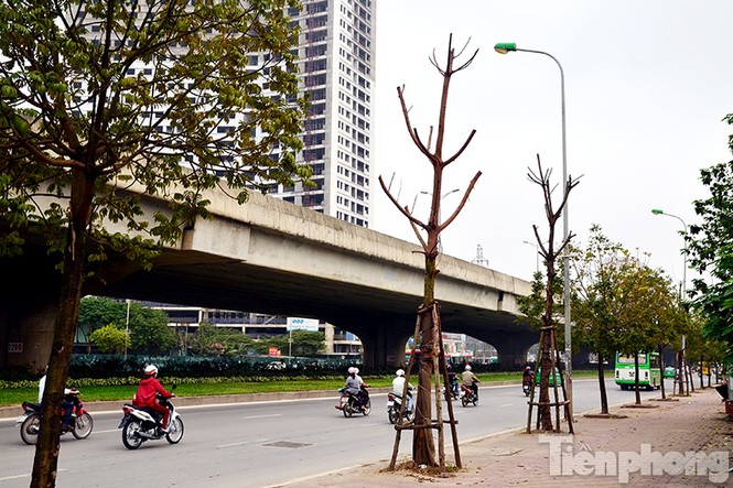 Hà Nội: Hàng chục cây xanh trên đường Phạm Hùng đang chết khô - ảnh 1