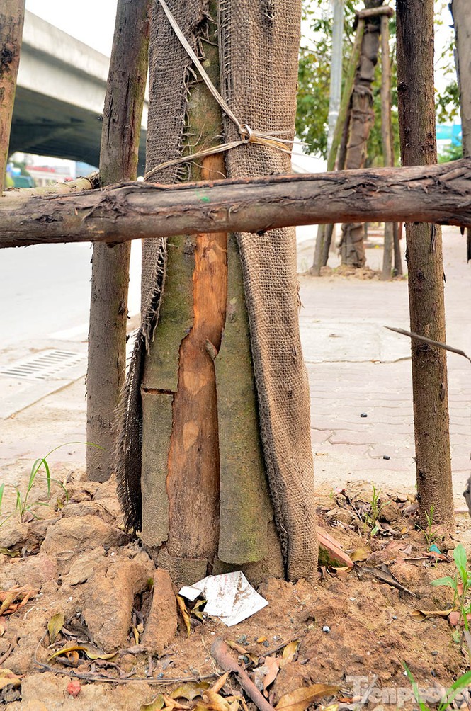 Hà Nội: Hàng chục cây xanh trên đường Phạm Hùng đang chết khô - ảnh 6