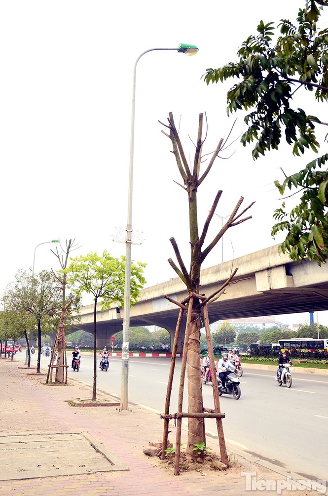 Hà Nội: Hàng chục cây xanh trên đường Phạm Hùng đang chết khô - ảnh 2