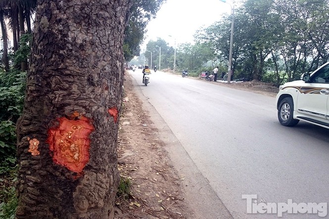 Hà Nội: Hàng xà cừ cổ thụ lại bị đẽo vỏ ở gốc cây - ảnh 5