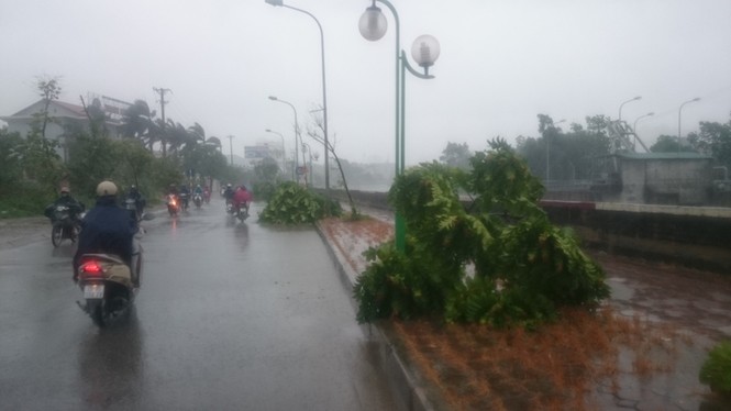 Hàng loạt cây xanh mới trồng bị bão quật đổ trên phố Hà Nội - ảnh 5
