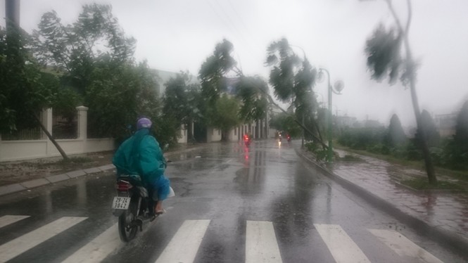 Hàng loạt cây xanh mới trồng bị bão quật đổ trên phố Hà Nội - ảnh 4