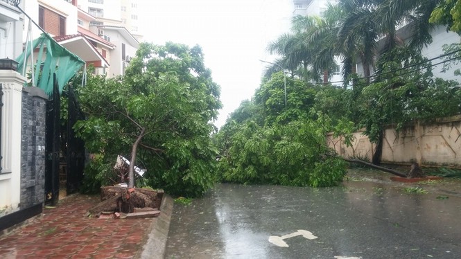 Hàng loạt cây xanh mới trồng bị bão quật đổ trên phố Hà Nội - ảnh 8