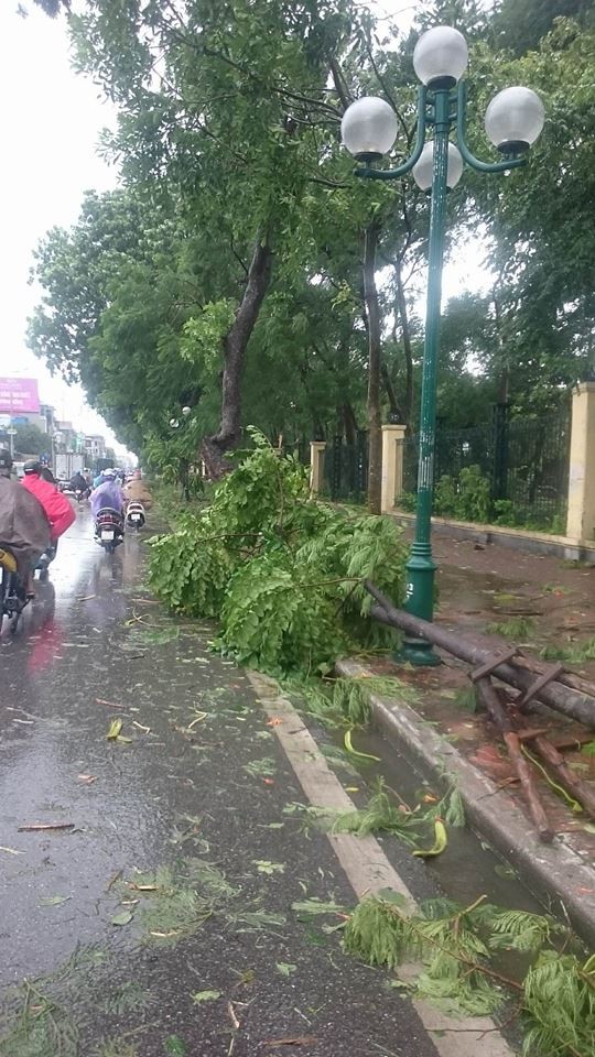 Hàng loạt cây xanh mới trồng bị bão quật đổ trên phố Hà Nội - ảnh 10