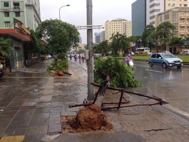 Hàng loạt cây xanh mới trồng bị bão quật đổ trên phố Hà Nội - ảnh 2