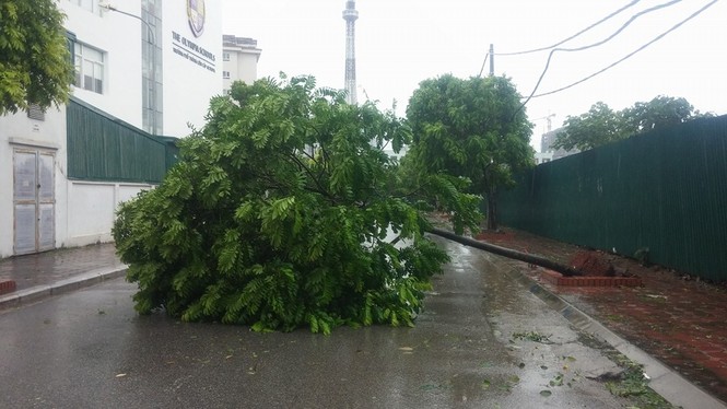 Hàng loạt cây xanh mới trồng bị bão quật đổ trên phố Hà Nội - ảnh 6