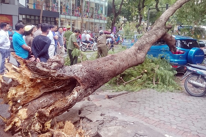 Hà Nội: Cây phượng bất ngờ đổ đè bẹp xế hộp - ảnh 1