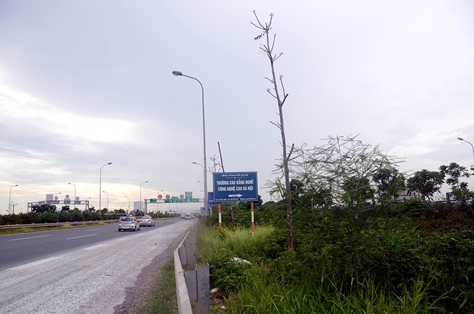 Chi 53 tỷ đồng cắt cỏ, tỉa cây: Đại lộ Thăng Long vẫn như 'rừng' - ảnh 11