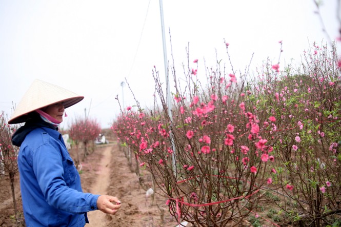 Đào Nhật Tân sớm nở, người trồng lo - ảnh 1