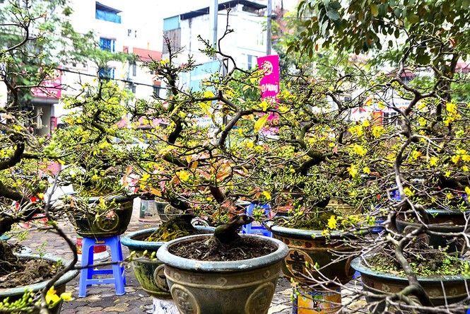 Mai vàng giá chục triệu 'đổ bộ' phố Hà Nội - ảnh 1