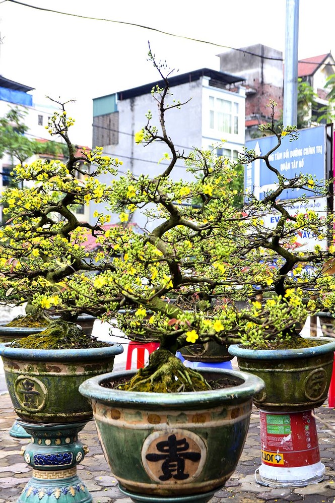Mai vàng giá chục triệu 'đổ bộ' phố Hà Nội - ảnh 2
