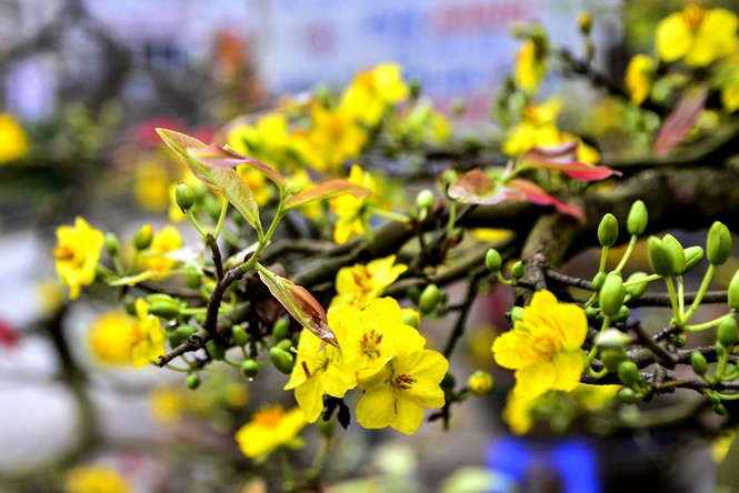 Mai vàng giá chục triệu 'đổ bộ' phố Hà Nội - ảnh 4