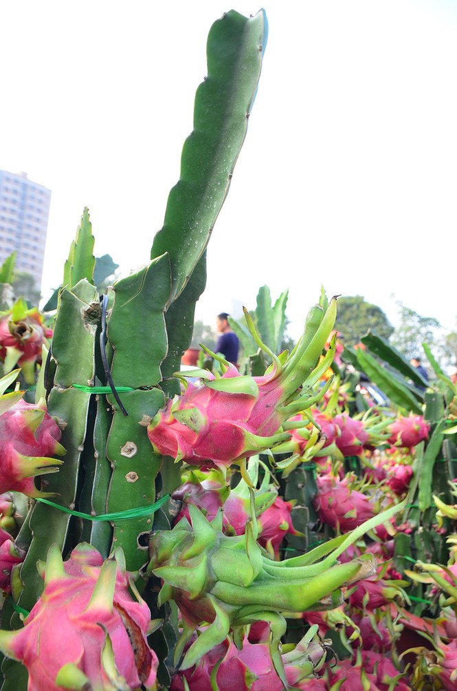 Thanh long cảnh 'đổ bộ' chợ Tết Thủ đô - ảnh 4