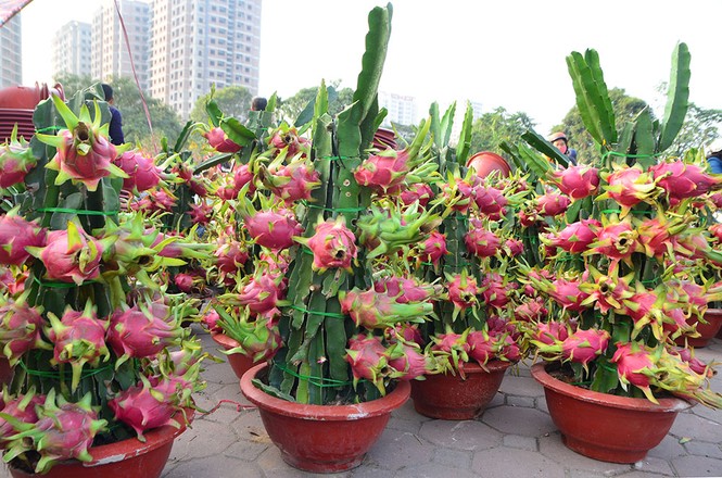 Thanh long cảnh 'đổ bộ' chợ Tết Thủ đô - ảnh 2