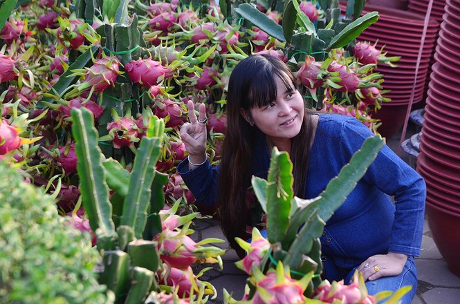 Thanh long cảnh 'đổ bộ' chợ Tết Thủ đô - ảnh 14