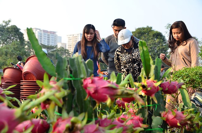 Thanh long cảnh 'đổ bộ' chợ Tết Thủ đô - ảnh 15