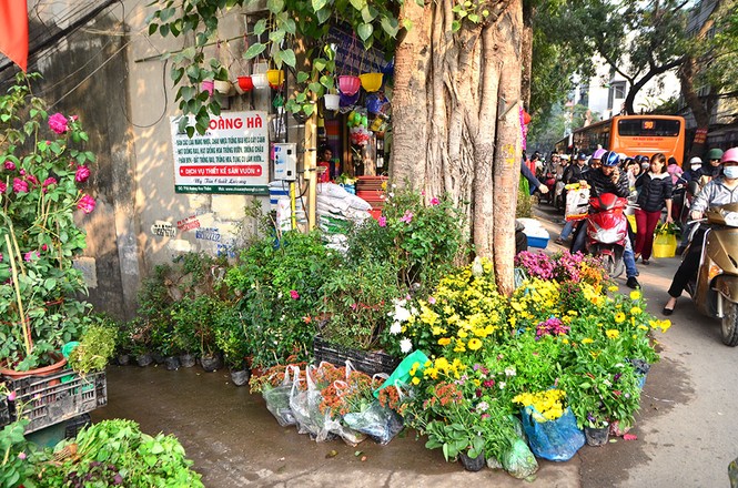 Chen chân sắm Tết trên 'phố hoa' Hoàng Hoa Thám - ảnh 7