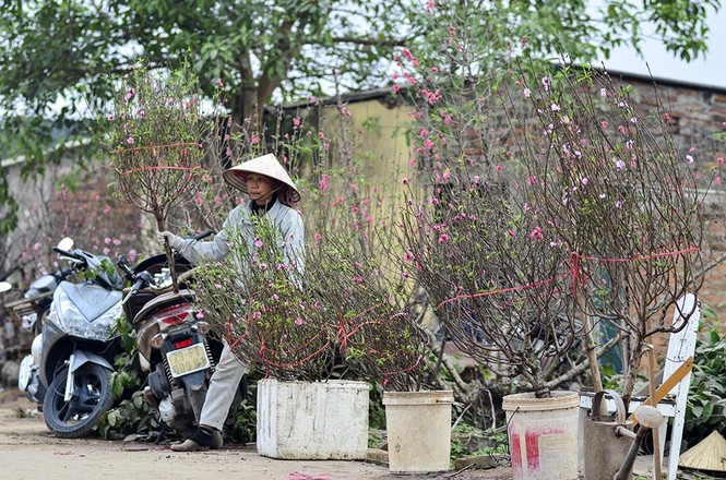 Đào Nhật Tân, quất Tứ Liên tấp nập từ vườn ra chợ - ảnh 3