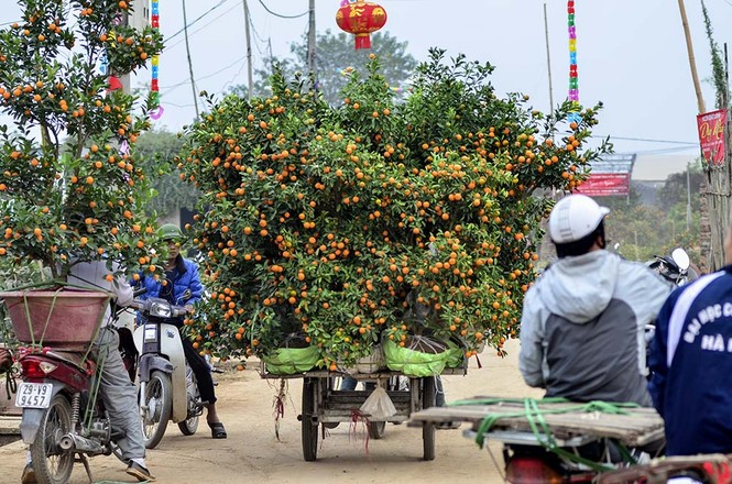 Đào Nhật Tân, quất Tứ Liên tấp nập từ vườn ra chợ - ảnh 10