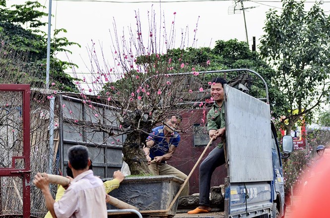 Đào Nhật Tân, quất Tứ Liên tấp nập từ vườn ra chợ - ảnh 1