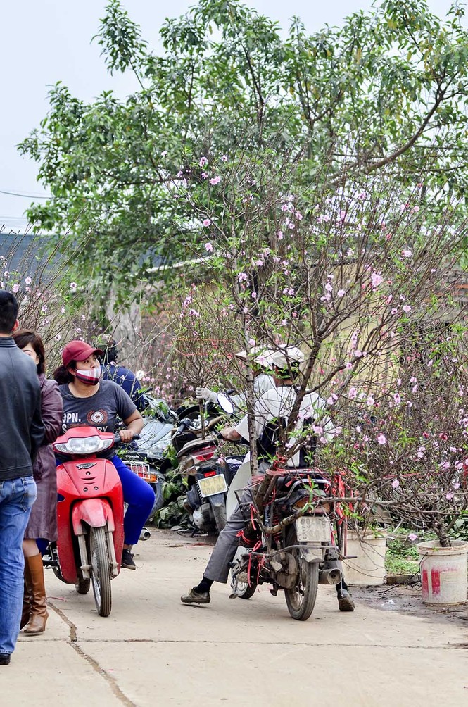 Đào Nhật Tân, quất Tứ Liên tấp nập từ vườn ra chợ - ảnh 7