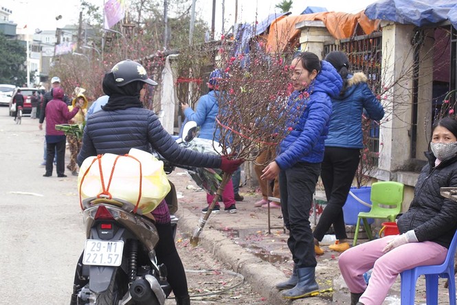 Đào Nhật Tân giá rẻ hút khách chơi Rằm tháng Chạp - ảnh 5