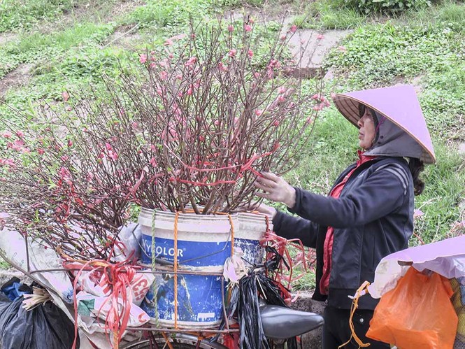 Đào Nhật Tân giá rẻ hút khách chơi Rằm tháng Chạp - ảnh 10