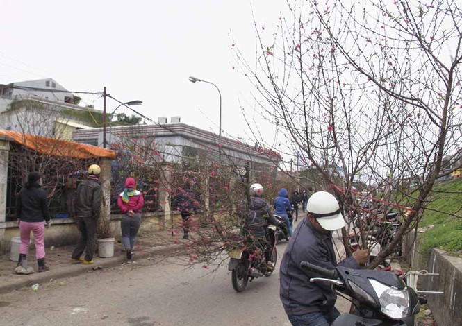 Đào Nhật Tân giá rẻ hút khách chơi Rằm tháng Chạp - ảnh 8