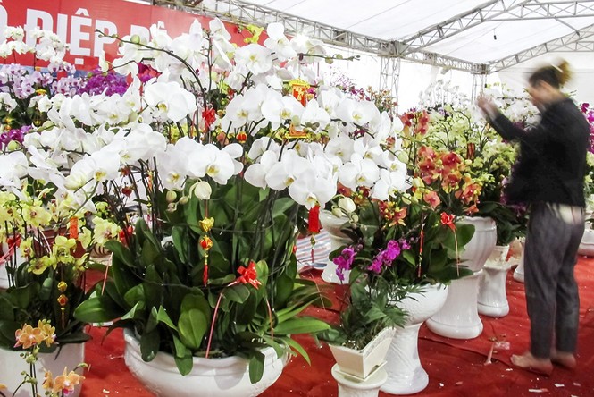 Ngắm chậu lan hồ điệp gắn 200 cành giá 70 triệu đồng - ảnh 5