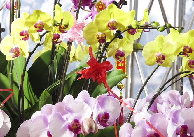 Ngắm chậu lan hồ điệp gắn 200 cành giá 70 triệu đồng - ảnh 8